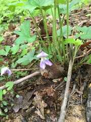 Viola triloba