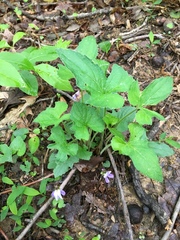 Viola triloba