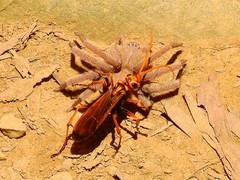 Batozonellus annulatus