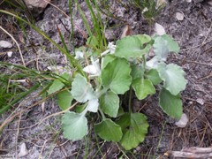 Senecio verbascifolius