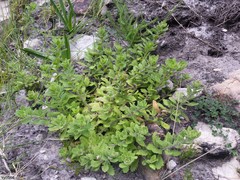 Pseudoselago peninsulae