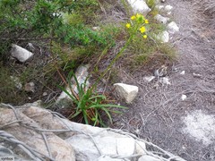 Bulbine alooides