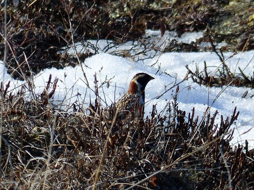 Calcarius lapponicus