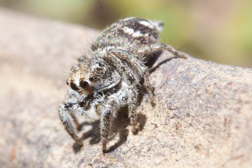 Habronattus contingens