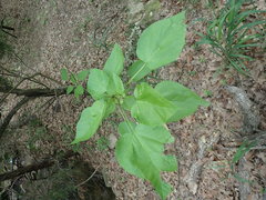 Catalpa