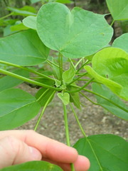 Catalpa