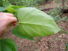 Catalpa
