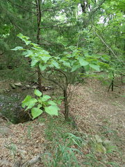 Catalpa