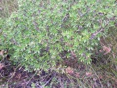 Cliffortia tridentata