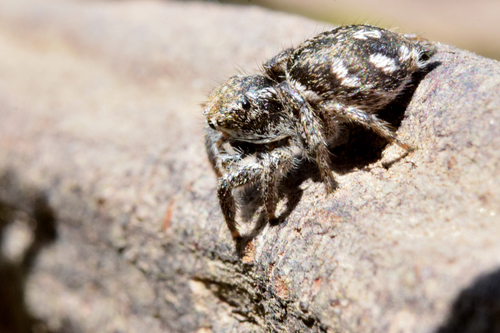 Habronattus contingens