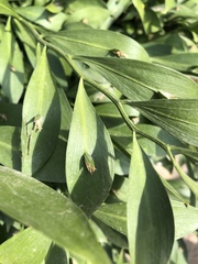 Ruscus