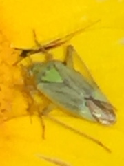 Closterotomus