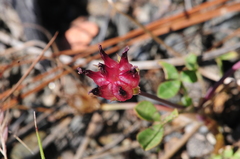 Trifolium depauperatum