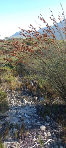 Image of Thamnochortus insignis by (c) Adele SL, some rights reserved (CC BY)