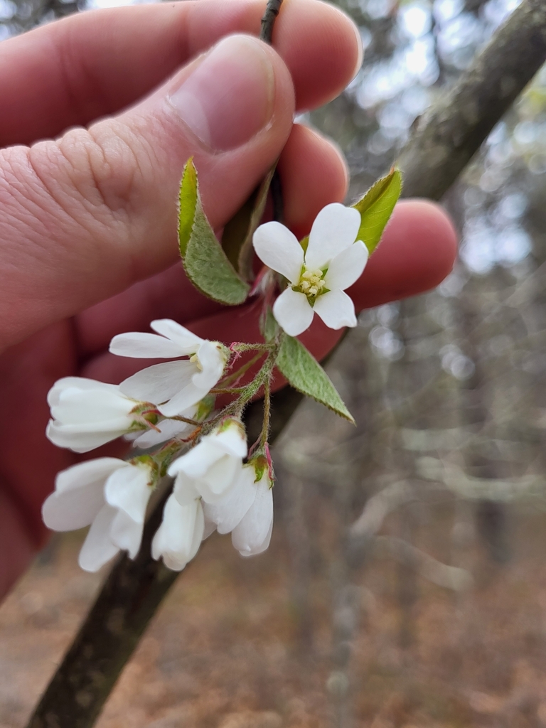 Amelanchier canadensis, Restricted Access JBCC