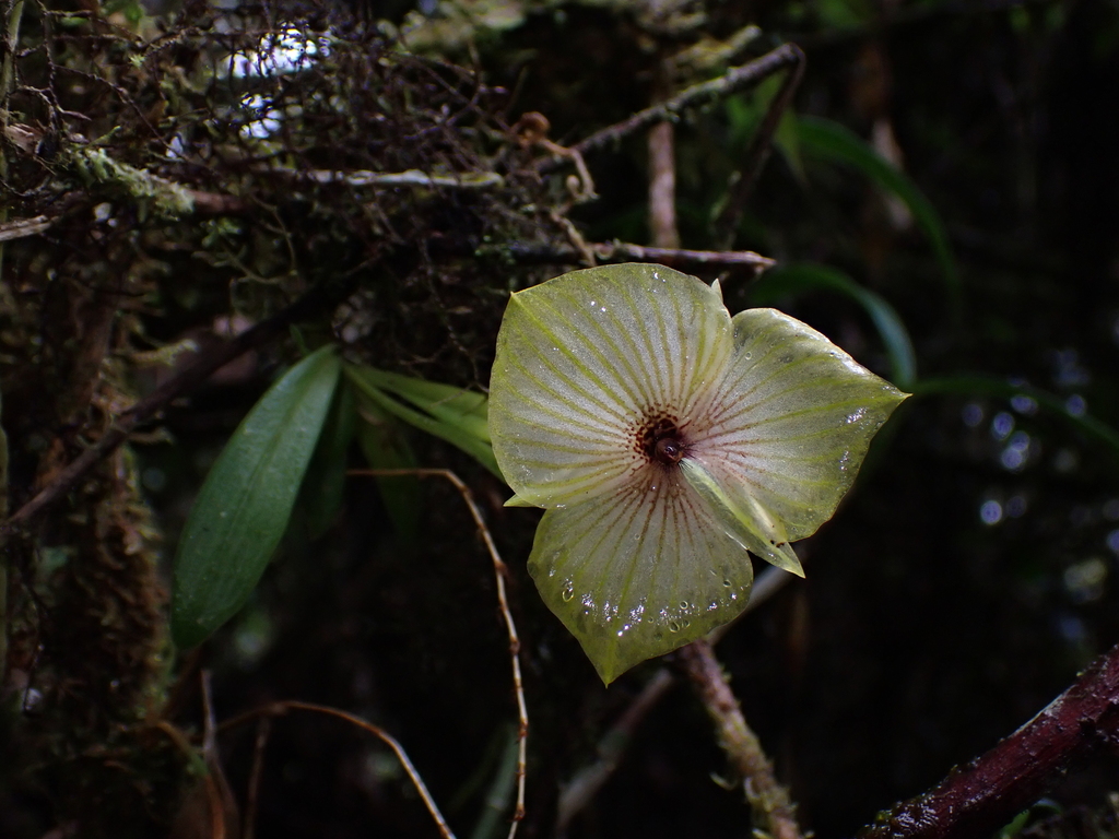 Telipogon andicola