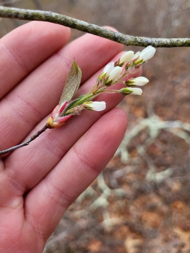 Amelanchier canadensis