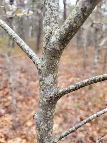 Amelanchier canadensis