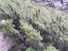 Cliffortia tridentata