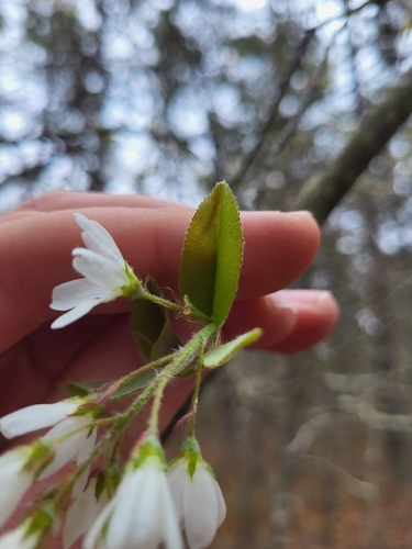 Amelanchier canadensis