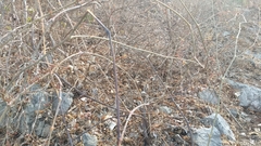 Ampelocissus acapulcensis