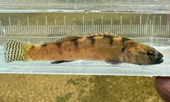 Carolina Fantail Darter photo 2
