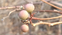 Ampelocissus acapulcensis