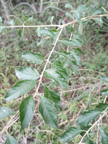 Aloysia schulziana