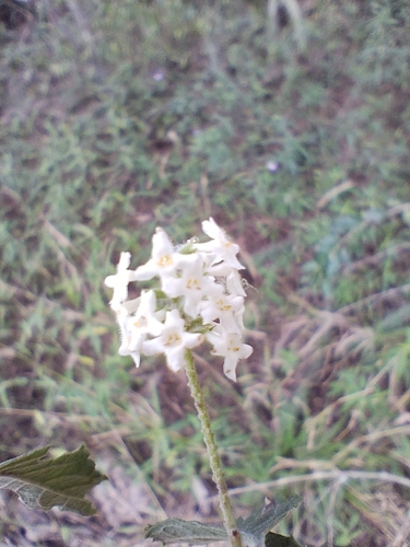Aloysia schulziana, photograph 1