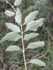 Aloysia schulziana, photograph Jose Luis Navarro, CC BY, iNaturalist via GBIF