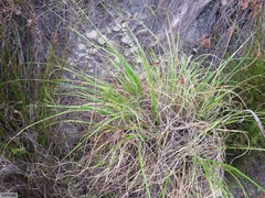 Pentameris curvifolia