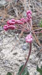 Asclepias virletii