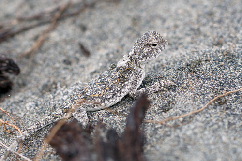 Strauch's Toad Agama