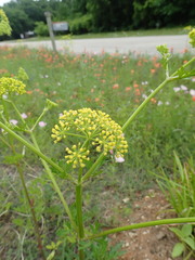 Polytaenia texana