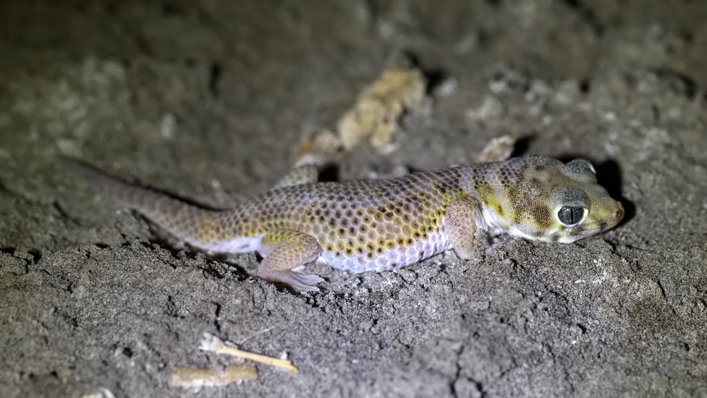 Rustamov's Plate-Tailed Gecko