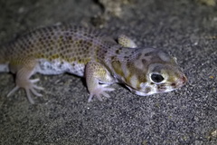 Rustamov's Plate-Tailed Gecko photo 3