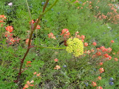 Polytaenia texana