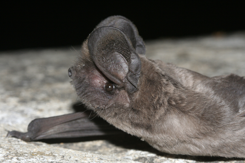 European Free-Tailed Bat