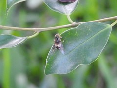 Eristalinus obliquus