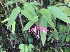 Bauhinia jenningsii
