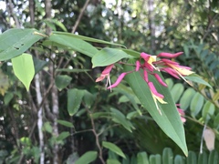 Bauhinia jenningsii