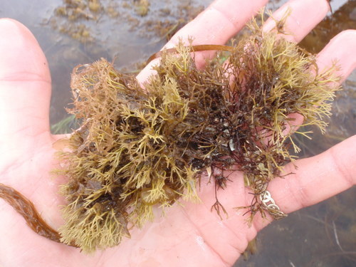 Ahnfeltia fastigiata
