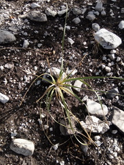 Dasylirion cedrosanum