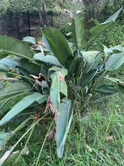 Strelitzia reginae reginae