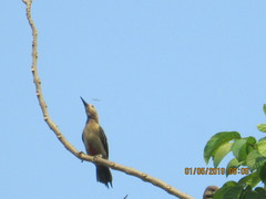 Melanerpes aurifrons