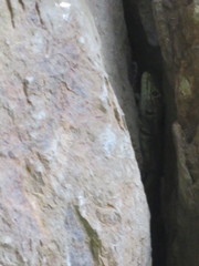 Tropidurus melanopleurus