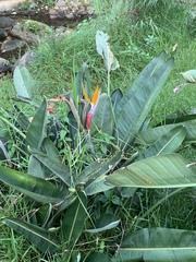 Strelitzia reginae reginae