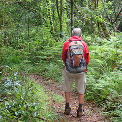 Hypolepis sparsisora