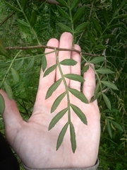 Schinus terebinthifolia terebinthifolia