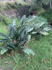 Strelitzia reginae reginae